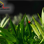 Insecticidas y fungicidas para interiores y exteriores con los que obtener la mejor cosecha