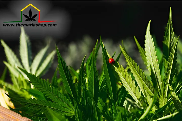 Insecticidas y fungicidas para interiores y exteriores con los que obtener la mejor cosecha