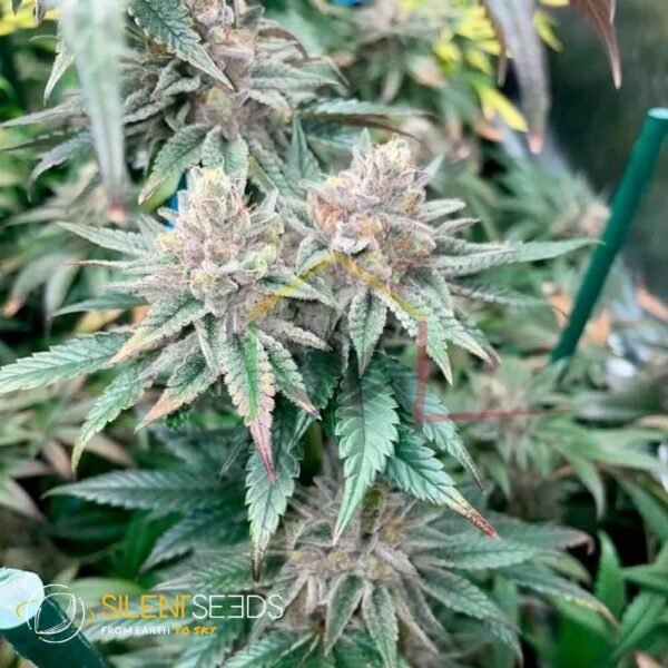 Pink Sunset Auto by Sherbinskis x Silent Seeds