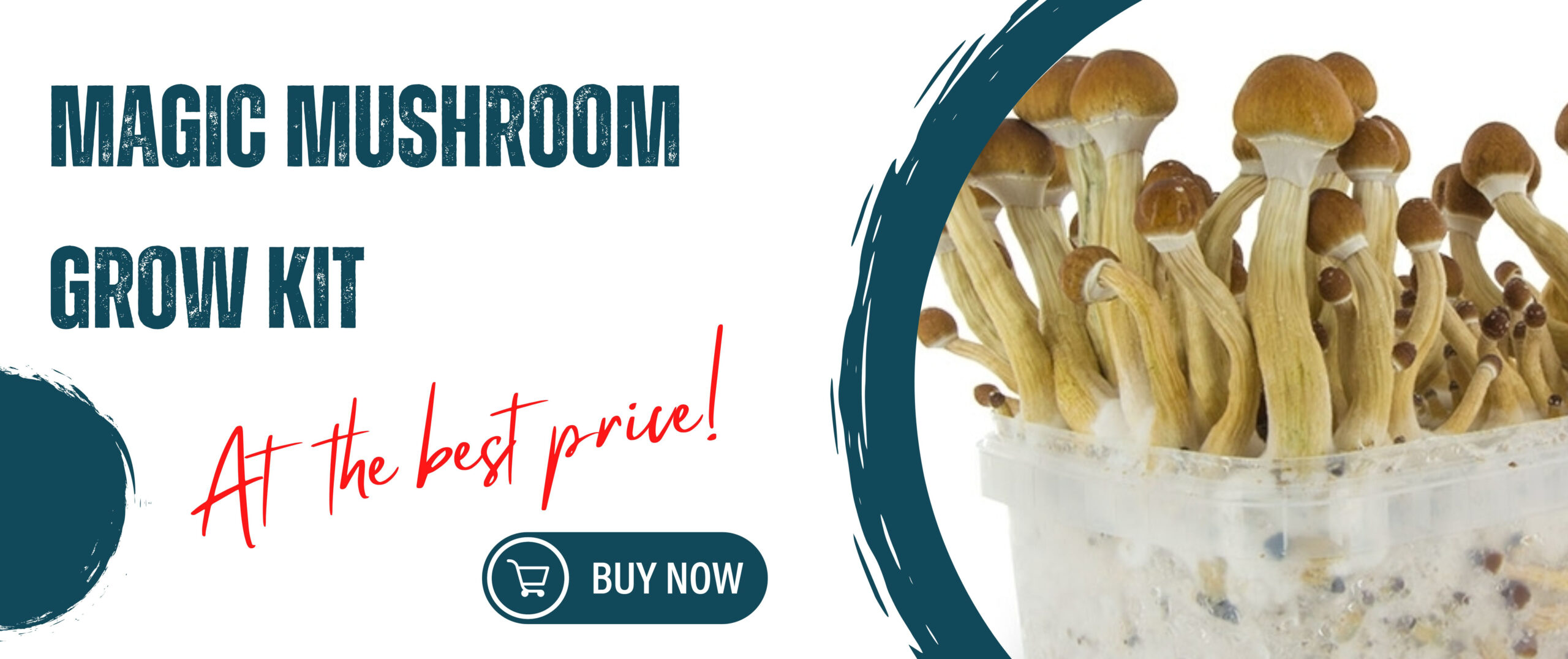 Buy magic mushrooms kit