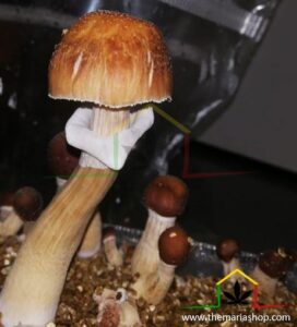 when harvesting magic mushrooms