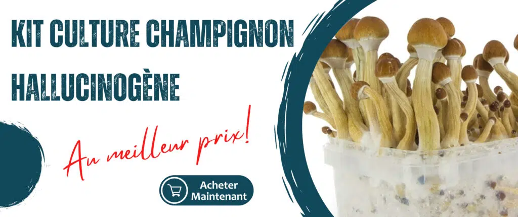 acheter kit culture champignons