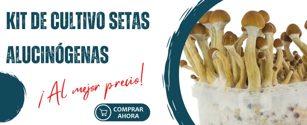 Comprar Pan de setas alucinógenas