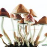 Manual cultivo setas alucinogenas