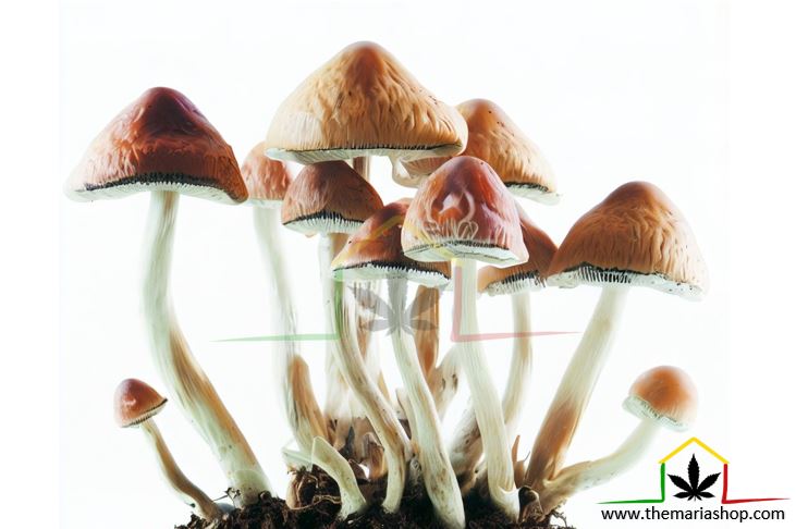 Guide culture champignons magiques