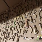 secar setas alucinógenas