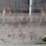 Flanks mushrooms on mushroom grow