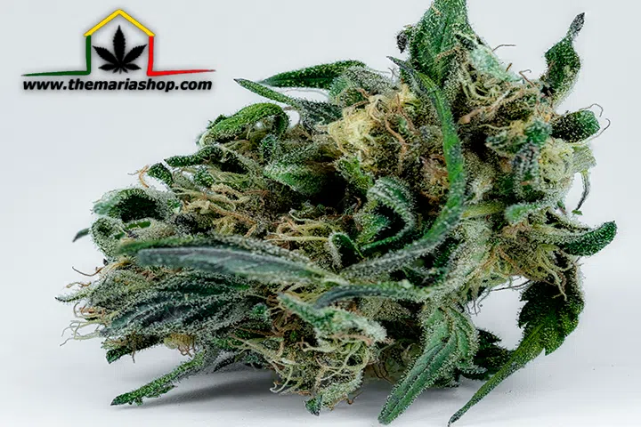 Extracción de resina de Cannabis Cómo separar y recoger las resinas