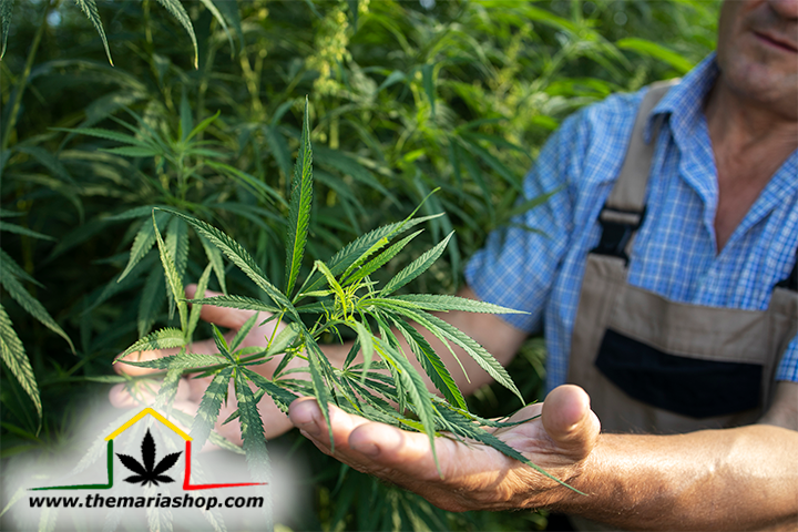 Plantación de cannabis en exterior ¿Qué se necesita?