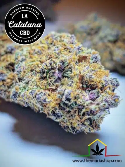 Channel + - La Catalana CBD