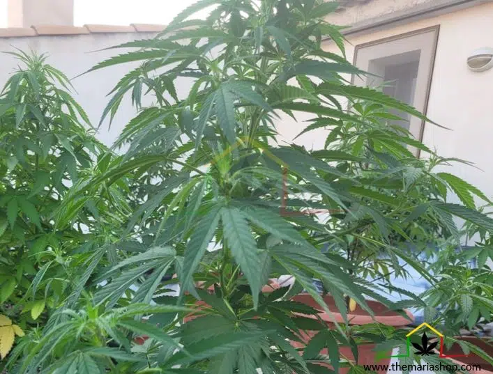 Cuando cultivar marihuana en extrior