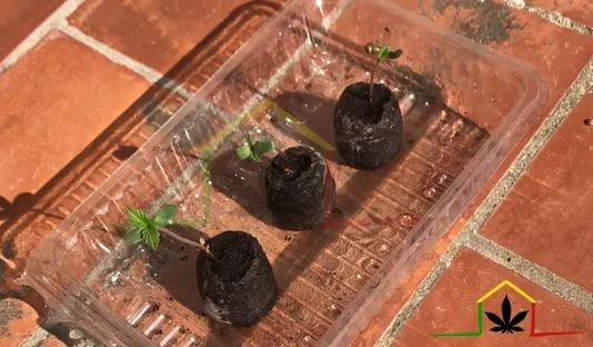 Outdoor cannabis grow begins