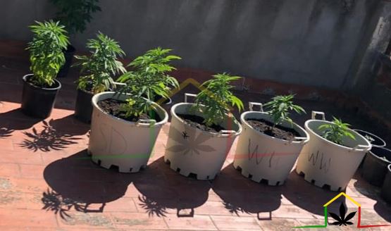 Culture de cannabis en extérieur en pot