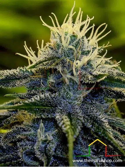 Afghan Auto - Positronics Seeds