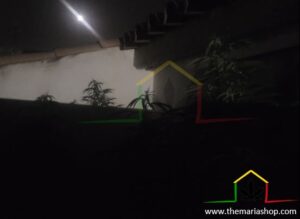 Cannabis plants do not flower due to light pollution