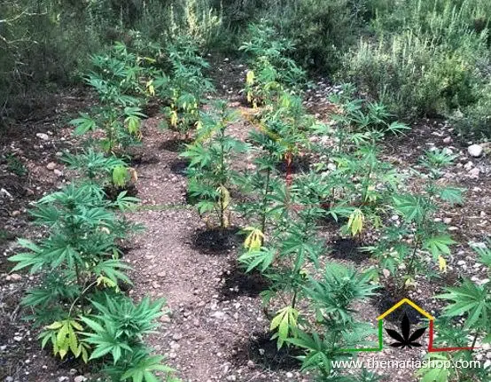 Culture de cannabis guérrilla