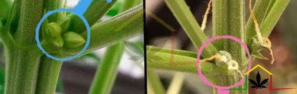 Plantas macho y hembra