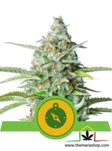 Northern Light auto - Royal Queen Seeds - Best guerrilla seeds