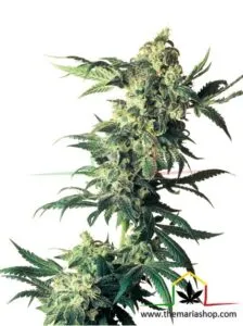 Northern Lights - Sensi Seeds