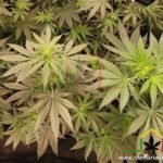 Pre-flowering of cannabis - Cannabis plants not budding