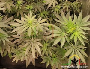 Prefloración del cannabis - plantas de marihuana no florecen