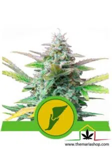 Quick One - Royal Queen Seeds - Grow guerrilla
