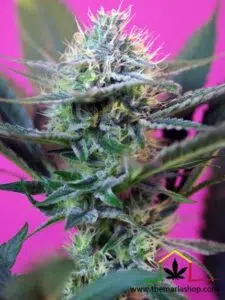 Plus Speed Auto - Sweet Seeds - Best strains for balcony