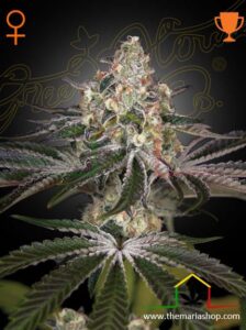 White Widow - Green House Seeds - Best strains for balcony