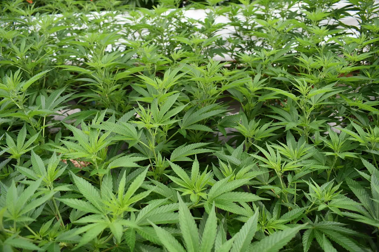 Cuando cultivar autoflorecientes