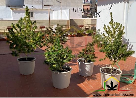 Cannabis growing on a terrace