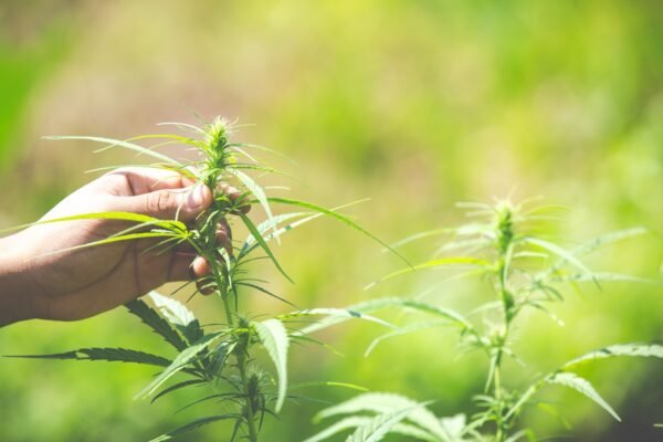Têtes en formation pendant la floraison d'une autofloraison en extérieur
