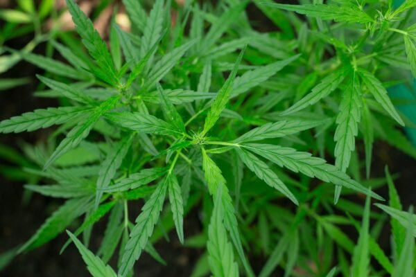 Préfloraison d'une autofloraison en extérieur : premiers pistils blancs