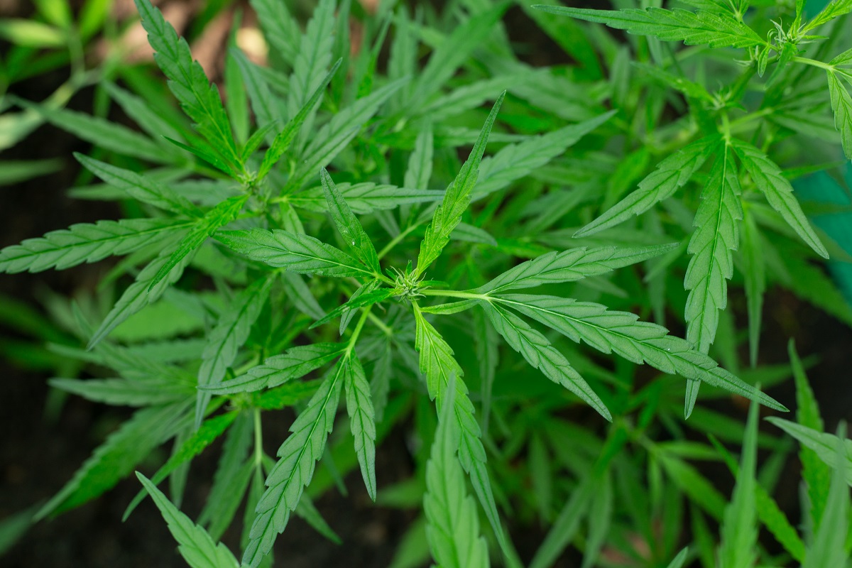 Cannabis autofloraison pré-floraison