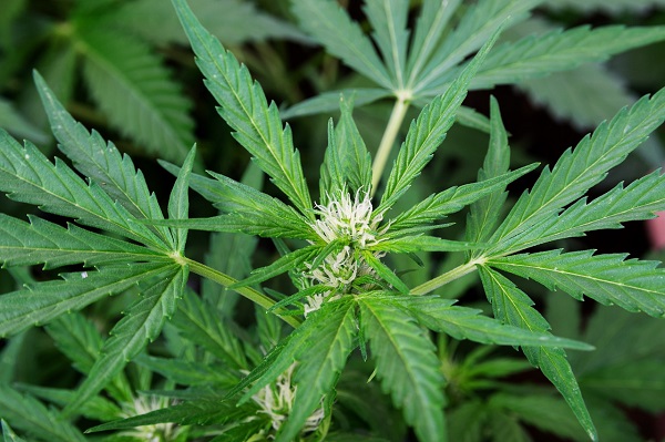Principio floracion cannabis