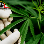 graines de marijuana pour les cultiver en extérieur