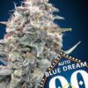 Auto Blue Dream - 00 Seeds Bank