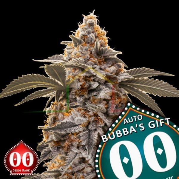 Auto Bubba's Gift - 00 Seeds