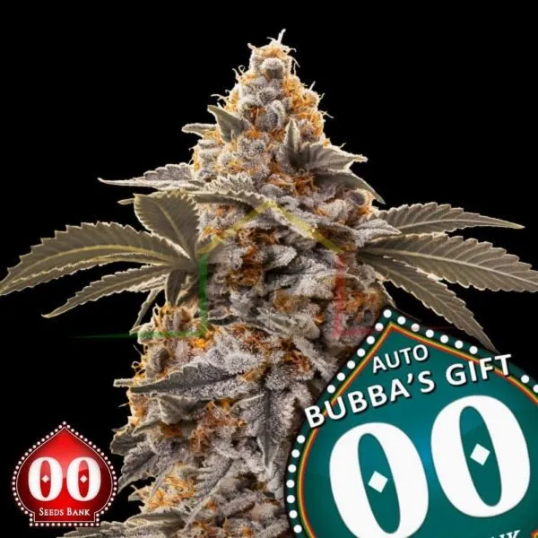 Auto Bubba's Gift - 00 Seeds