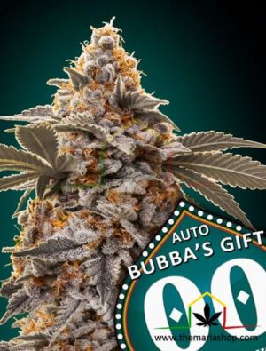 Auto Bubba's Gift - 00 Seeds Bank