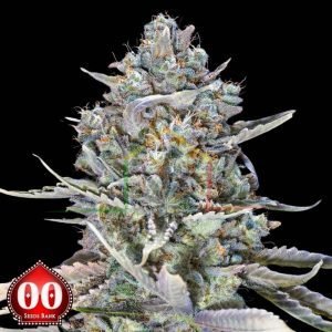 Blue Dream Fast - 00 Seeds