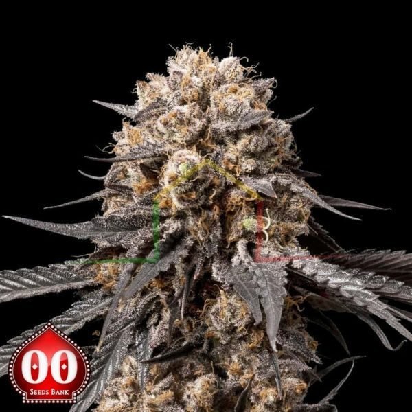 Bubba's Gift - 00 Seeds
