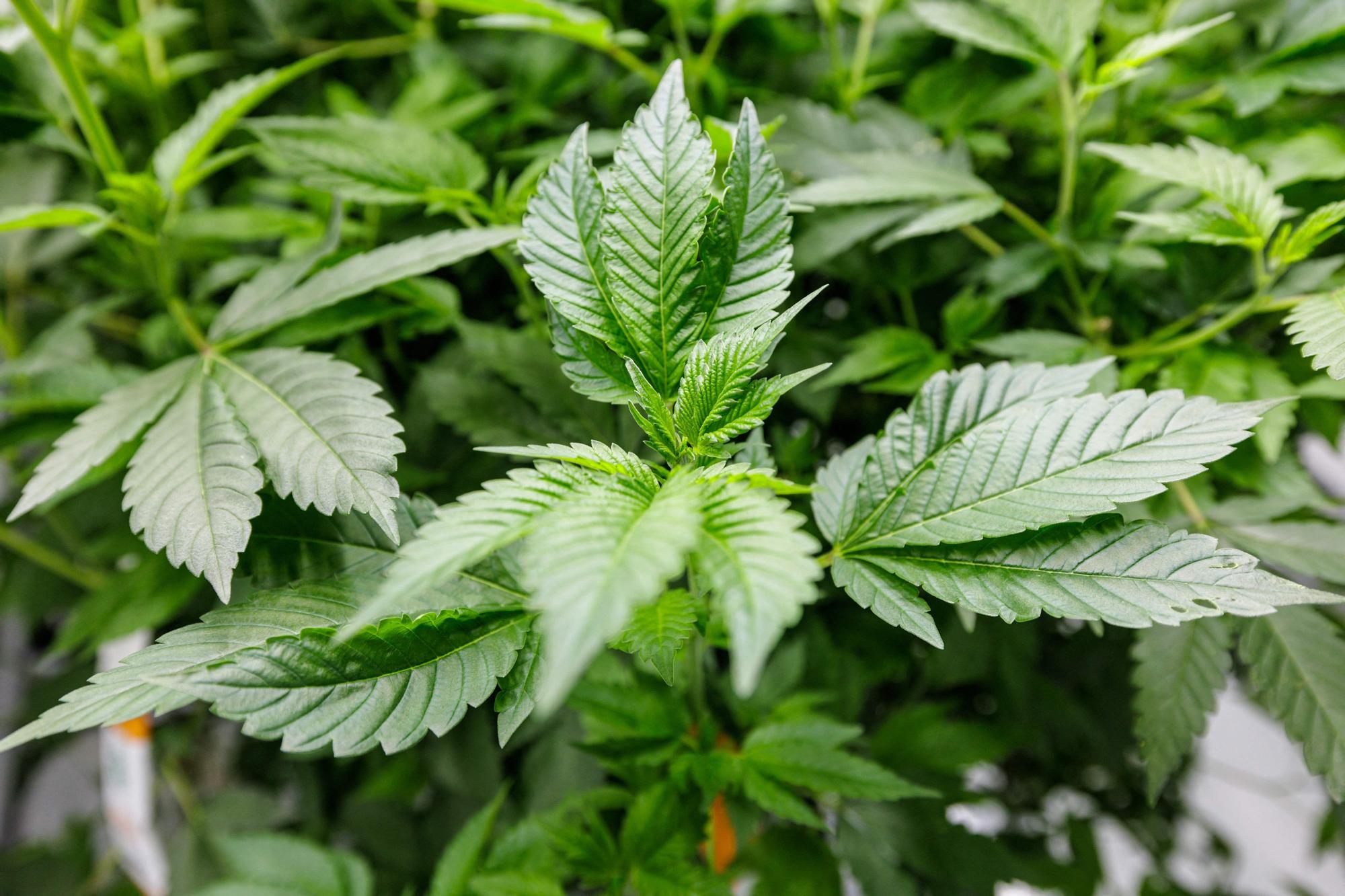 Mejores variedades para el cultivo de marihuana en balcón o terraza