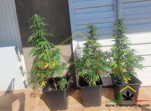Cultivo Cannabis en balcon