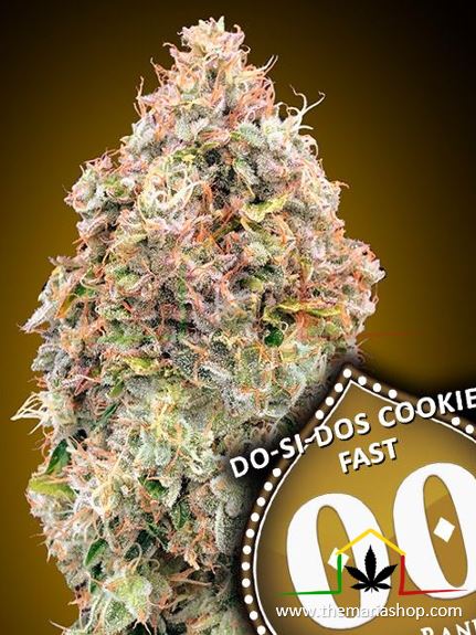 Do-Si-Dos Cookies Fast - 00 Seeds Bank
