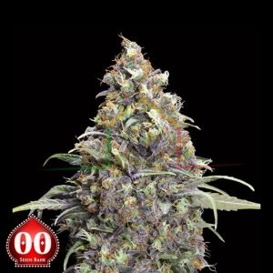 Grand Daddy Purple - 00 Seeds