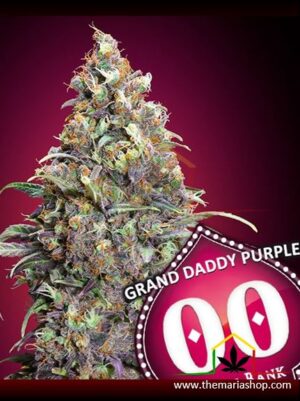 GRAND DADDY PURPLE - 00 Seeds