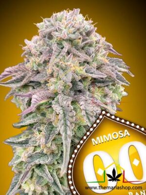 Mimosa - 00 Seeds