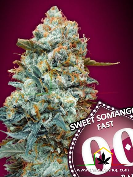 Sweet Somango Fast - 00 Seeds Bank