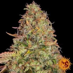 Zkittlez OG Auto - Barney's Farm
