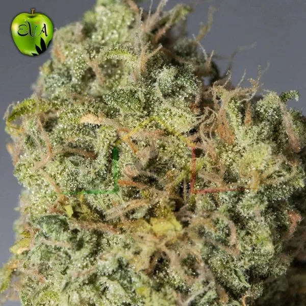 Magic Tree Auto